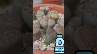 🌱Litops🌱 documental curiosidades plantasgrandes naturaleza sabíasque naturaleza [upl. by Gayel]