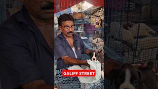 Galiff Street Pet Market। Dog Market shorts Dog petmarket galiffstreet [upl. by Chrysler]