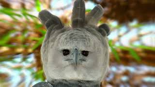 5 Eagles That Could Defeat A Harpy Eagle [upl. by Ecaroh]