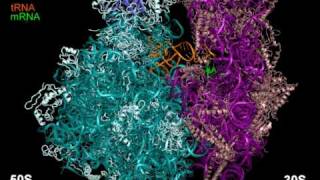 70S ribosome rotating 3x [upl. by Otreblig]