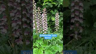 Acanthus Mollis plants garden shorts gardening beauty [upl. by Nair701]