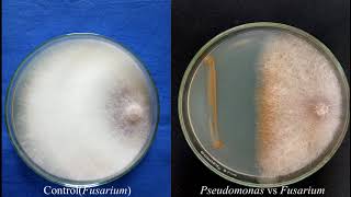 Biopesticides Production Technology [upl. by Andrien59]