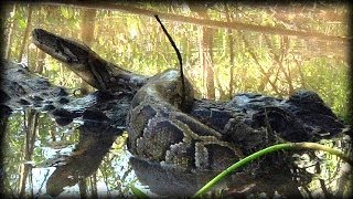 Alligator Attacks Python 07 Dangerous Animals [upl. by Philip]