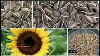 Beneficios y bondades de la semilla de girasol [upl. by Eisserc]