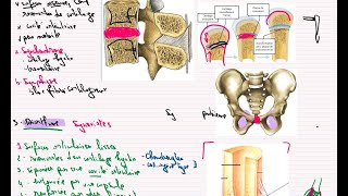 Généralité sur le système articulaire anatomie 1ère année médecine cours 8 partie 1 سنة اولى طب [upl. by Manson201]