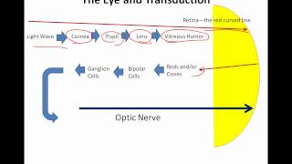 The Eye and Transduction [upl. by Hollah]