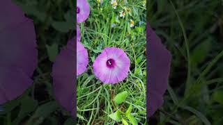 Bees working Saltmarsh Morning Glory Ipomoea sagittata [upl. by Ahsiaa]