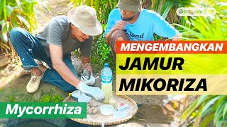 Cara Memperbanyak Jamur Mikoriza Mycorrhiza Manfaat Mikoriza Bagi Tanaman [upl. by Enrev]