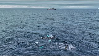 ANTARCTICA Gerlache Strait with Poseidon Expedition Amazing Planet 4K 2023 [upl. by Onaicnop]