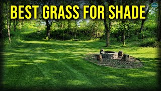 Best Grass For Lawns With SHADE [upl. by Akkimat691]