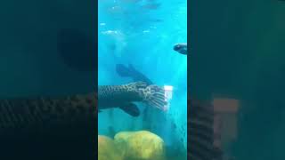 Fish කියන්නෙම හිත නිවන භාවනාවක් 🐠🥰💧fish water viralshort LeisureLink92 [upl. by Ettedanreb]