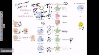 Cytokines and cytokine receptors [upl. by Pry620]