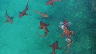 Feeding Bull and Nurse Sharks at Cape Eleuthera The Bahamas [upl. by Alexandra]