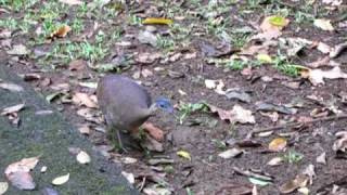 Great Tinamu  La Selva Biological Station Costa Rica [upl. by Louella]