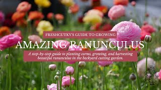 How to Grow AMAZING Ranunculus  How to Fall Plant Ranunculus Bulbs [upl. by Nnaecarg211]