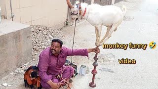 monkey dance  Bandar funny video monkey funny dancerajabfamily [upl. by Hael]