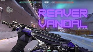 Reaver Vandal Review w Kill Animations VALORANT [upl. by Oretos791]