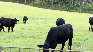 September 7 checking in on livestock and hay pasture we could not harvest due to lack of Rain [upl. by Clarey]