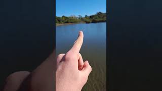 backyard fishing in merimbula back lake for flathead bream and eels fishing fishnfunoutdoors [upl. by Koral]