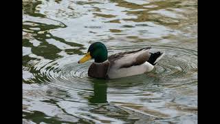 Mallard duck CallSongSound  1 Hour [upl. by Hollenbeck]