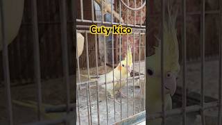 Cute Kico😘 cockatiel birds parrot cockatielsound shortsfeed [upl. by Meeker]