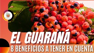 EL GUARANÁ Para qué SIRVE 8 Beneficios a tener en cuenta [upl. by Glynis]