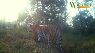 A tiger in Bardiya National Park [upl. by Ennasirk]