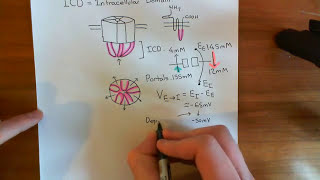 The Structure and Opening Mechanism of CysLoop Receptors Part 3 [upl. by Calypso]