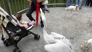 Pelican attacked human child in the bird park Scoop of the day [upl. by Adohr]