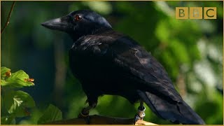 Are crows the ultimate problem solvers  Inside the Animal Mind Episode 2  BBC [upl. by Adnilev146]