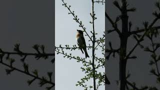 Common Nightingale Song Video Bird Songs Nature sounds [upl. by Arinaid]