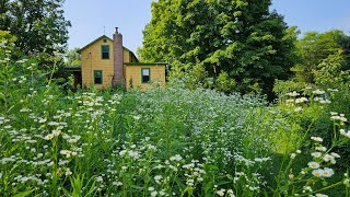 Fields of Fleabane [upl. by Ambur652]