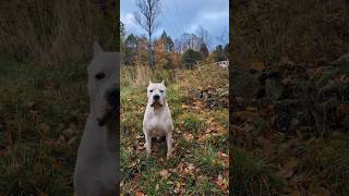 Your daily dose of Dogo Argentino content milliondollarbaby dogoargentino dog nature [upl. by Autum]