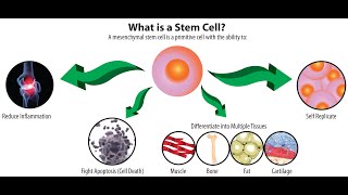 Stem Cell Therapy Everything You Need to Know [upl. by Belva927]