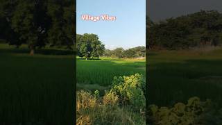 Village Vibes shorts village nature [upl. by Katti]