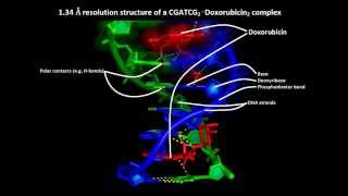 How anticancer drugs work – Molecular mechanism of action of doxorubicin or adriamycin [upl. by Santini]