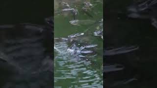 mbS1518 Tilapia Fish in Aerators aerator tilapia youtubeshorts viralshort trendingshorts [upl. by Drauode602]