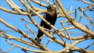 Brown Headed Cowbird Call  Brown Headed Cowbird Bird Call Song and Sound [upl. by Arakat]