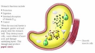 Digestive System Secretion part 2 Secretion HCL and Pepsinogen in Stomach [upl. by Colner595]