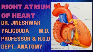 Right Atrium of Heart  By Dr Jineshwar A Yaligouda MD Professor amp HOD Dept of Anatomy [upl. by Aynatan]