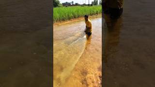 Beautiful cast net river fishing videos fishing fish shortsfeed villagelife fishtrap [upl. by Wenona576]