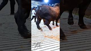 Mighty 1200 kg bull returns to the barn after a display session [upl. by Janos]