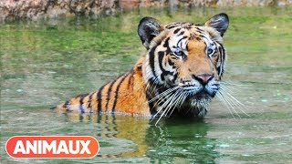 DOCU Les animaux et le sacré la Thaïlande  Animaux [upl. by Tamma]