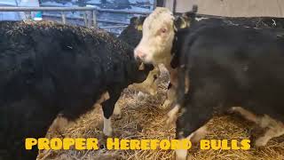 15 Proper Hereford bull weanlings [upl. by Pammi]