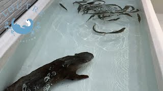 Otter Catching And Eating Fish [upl. by Mayer]