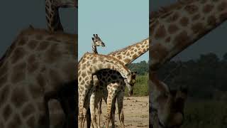 Giraffes Fight with NeckBreaking Force 🦒💥 shorts giraffe viral mustwatch wildlife fighting [upl. by Jagir392]