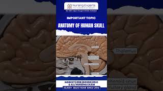 The human skull in the sagittal section skull cranium brain humanskull skullanatomy humanbrain [upl. by Imhskal]