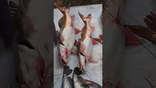 Aricha Ghat Padma River Fish fishing fishingmarket fishingvideo [upl. by Airaet]