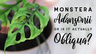 Monstera adansonii vs obliqua  Differences and an InDepth Comparison  FEATURING A REAL OBLIQUA [upl. by Aihsat]