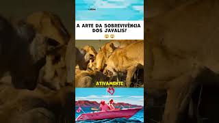 A ARTE DA SOBREVIVÊNCIA DOS JAVALIS shorts funnyvideos portuguese [upl. by Akkire]